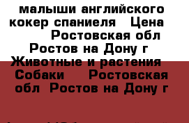 малыши английского кокер спаниеля › Цена ­ 4 500 - Ростовская обл., Ростов-на-Дону г. Животные и растения » Собаки   . Ростовская обл.,Ростов-на-Дону г.